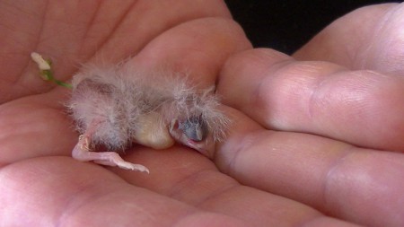 heeft net gegeten bij pleegouders mama heeft geen, oei net strontje gelaten 